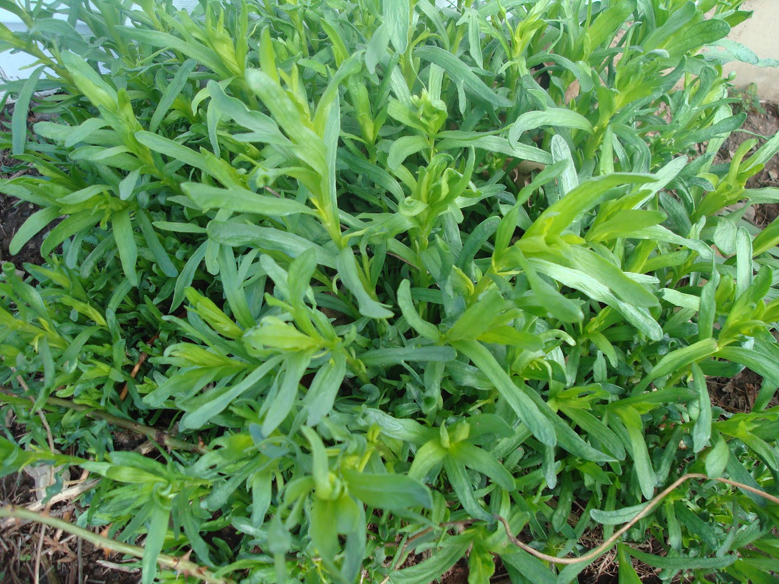 Tarragon 'French' Floral & Hardy of Skippack