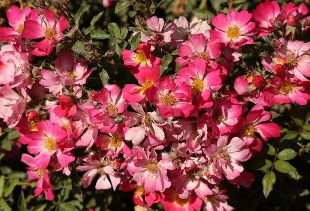 Rose Pink Drift | Floral & Hardy of Skippack